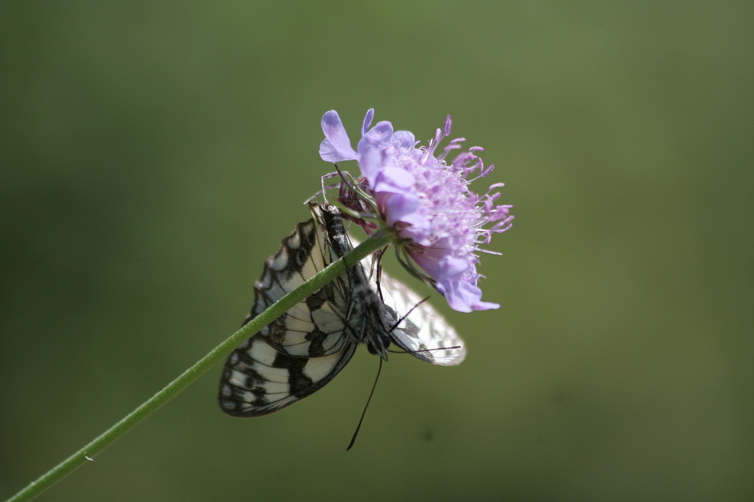 Thomisus onustus