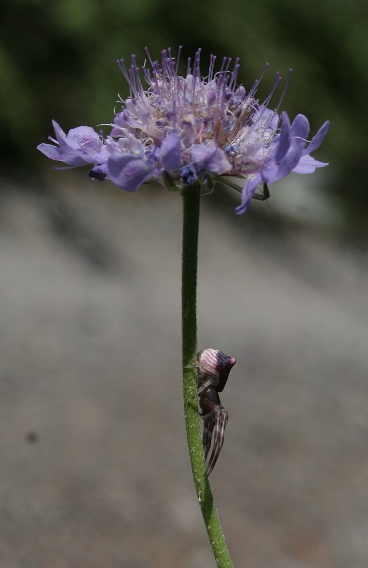 Thomisus onustus