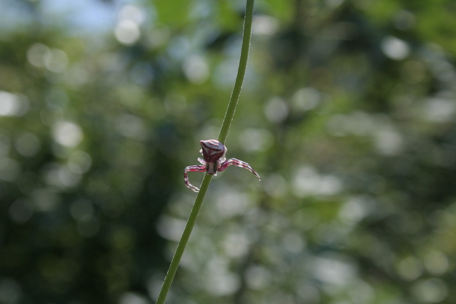 Thomisus onustus
