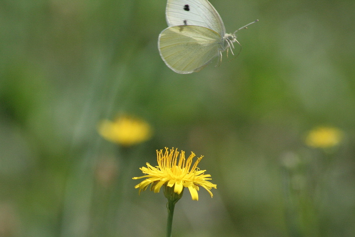 pieris rapae .. in volo?