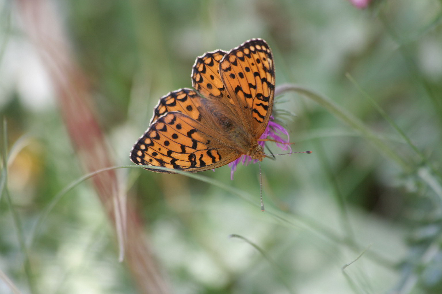 Argynnis aglaia femmina?