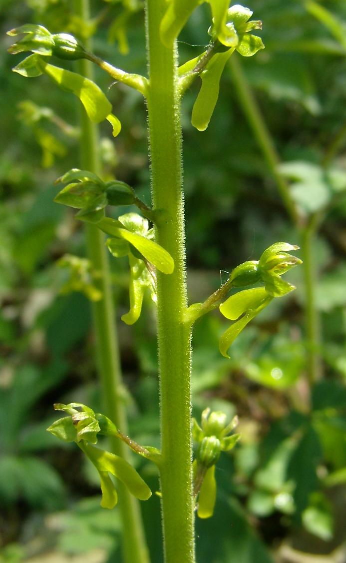 Neottia ovata