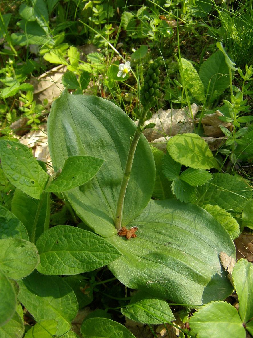 Neottia ovata