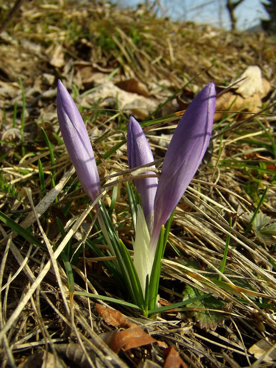 Crocus neglectus