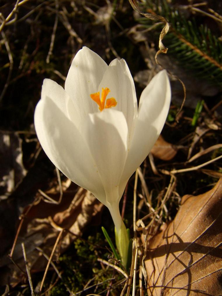 Crocus neglectus