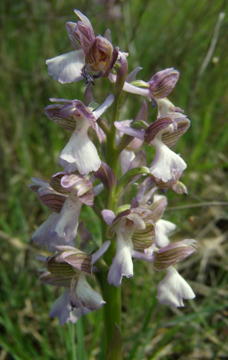O. Morio variet albina ??