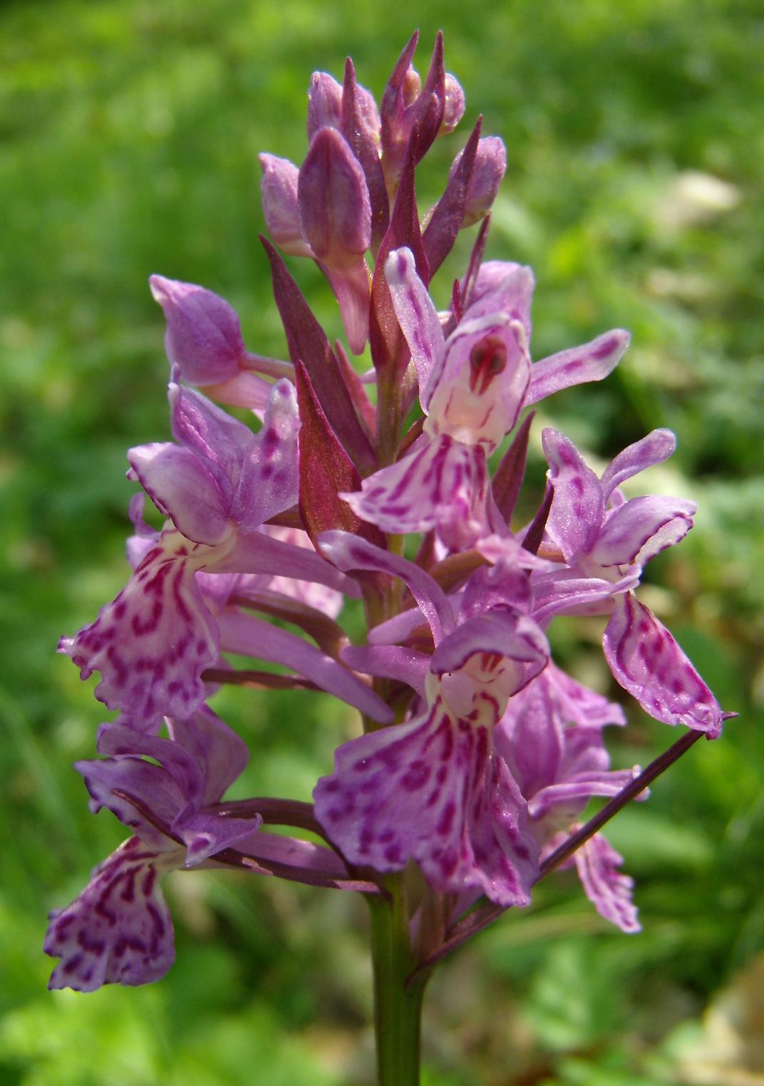 un aiuto per determinare....Dactylorhiza