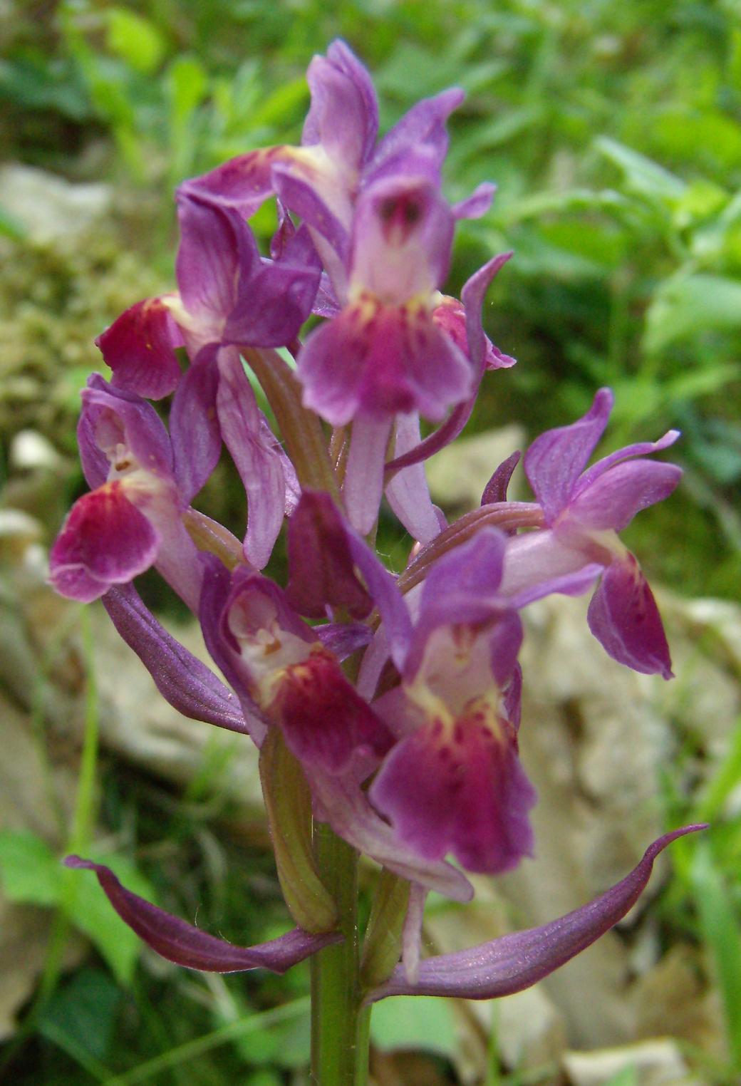 un aiuto per determinare....Dactylorhiza