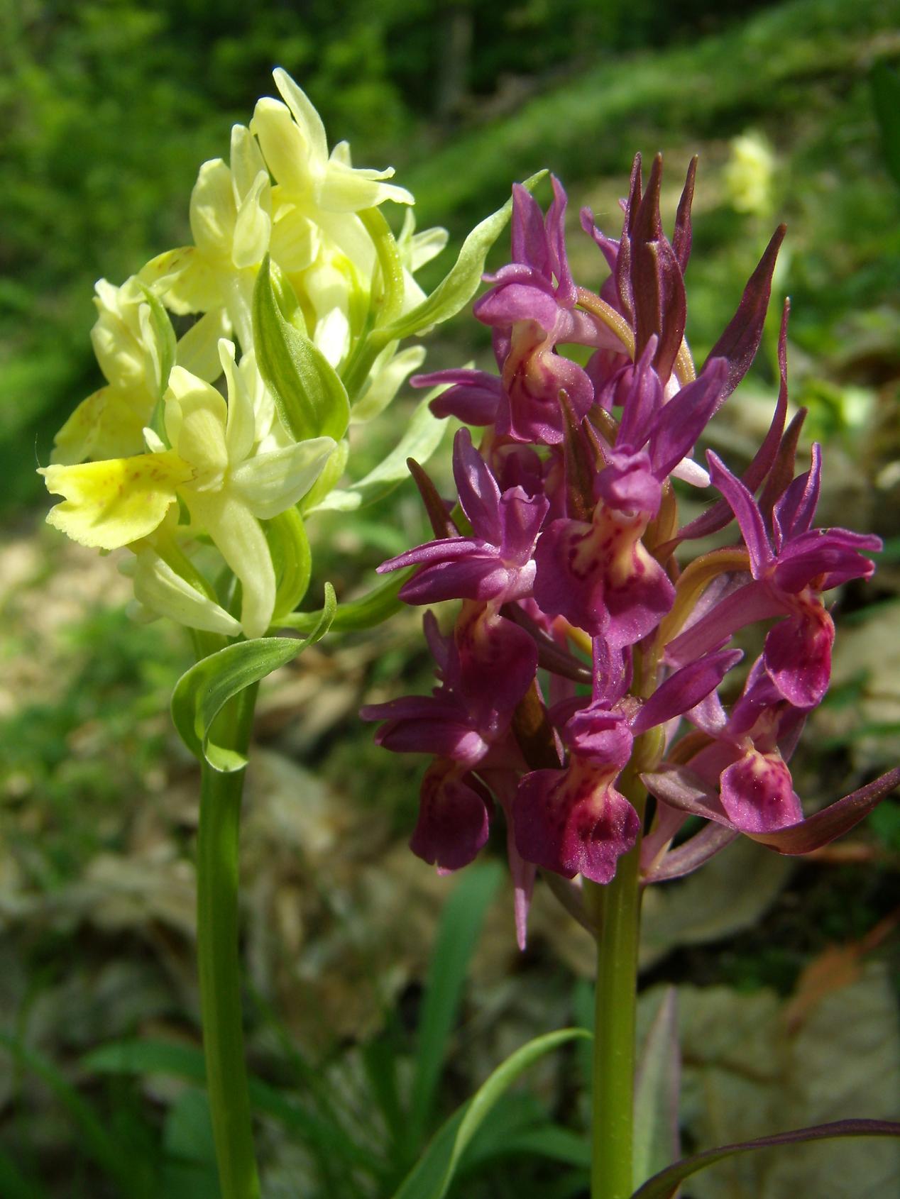 un aiuto per determinare....Dactylorhiza