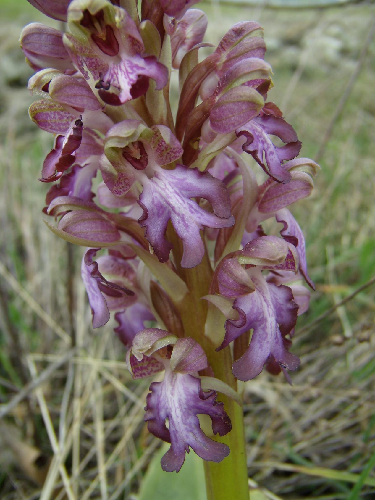 Barlia Robertiana