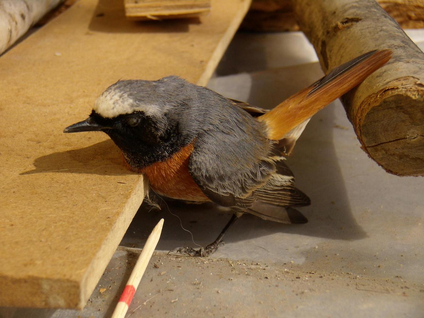 Tutto � bene quel che finisce bene!