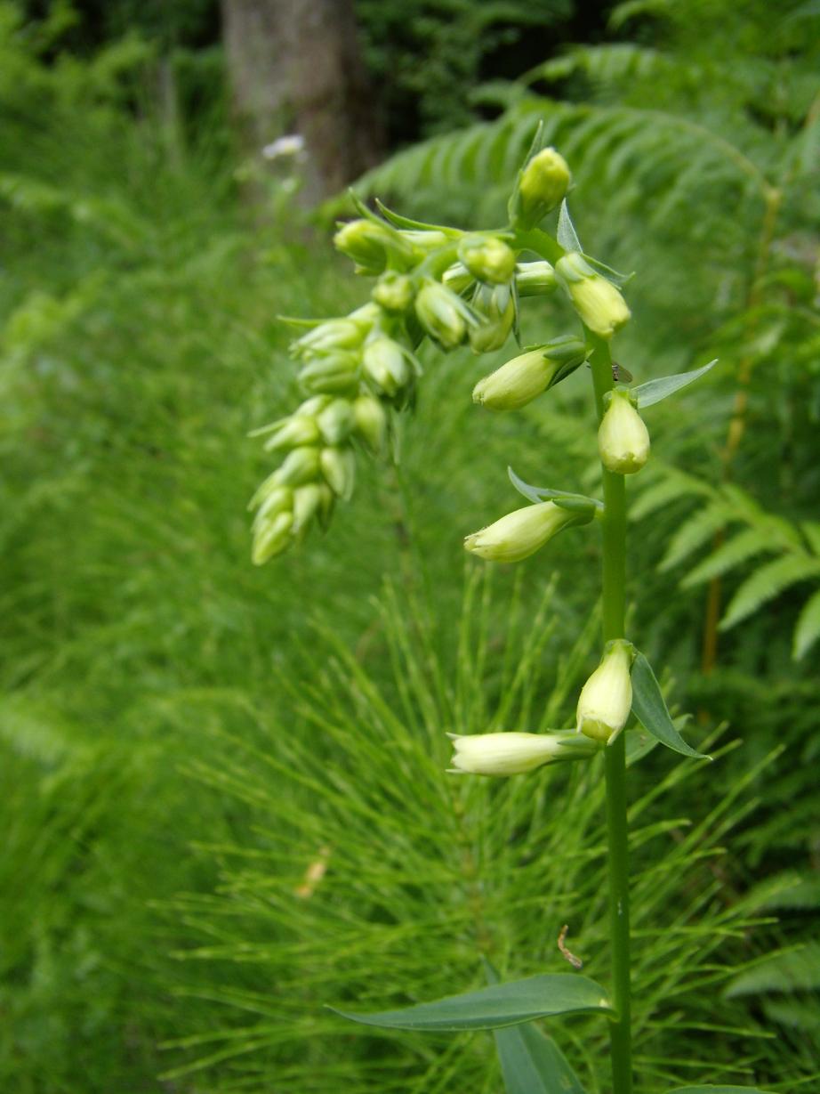 Digitalis lutea sl.