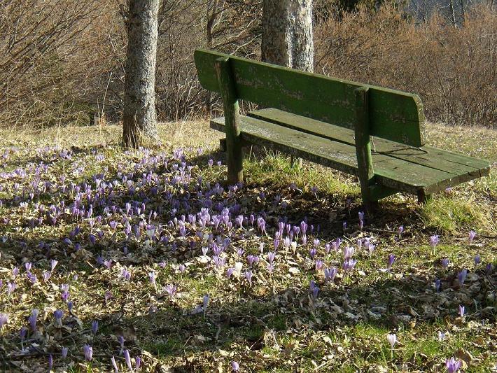 Crocus neglectus