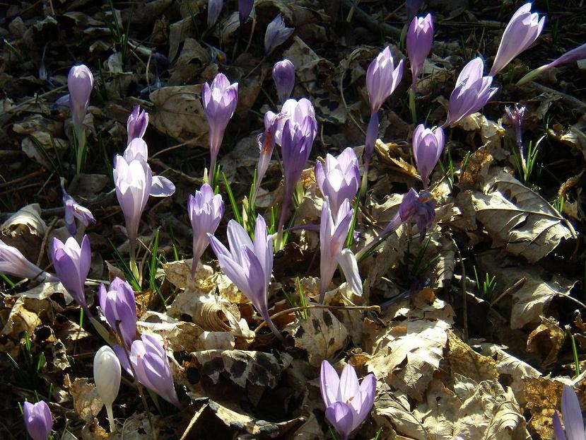 Crocus neglectus