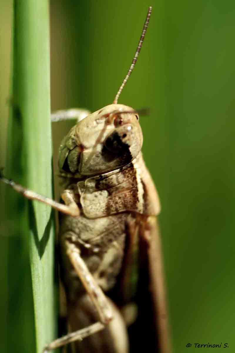 identificazione