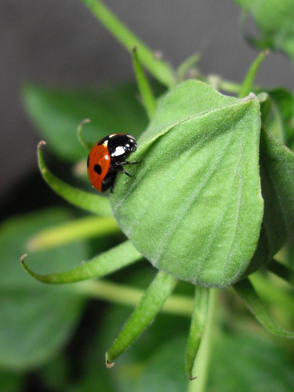 Coccinella