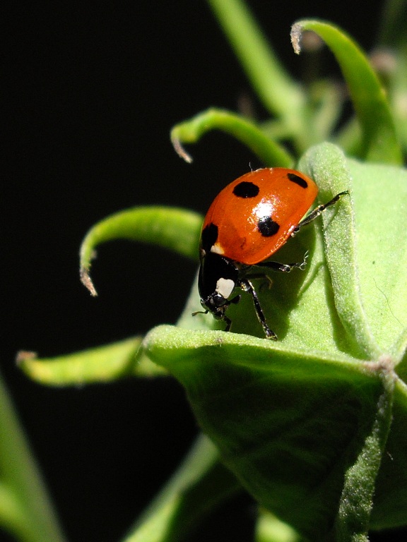 Coccinella
