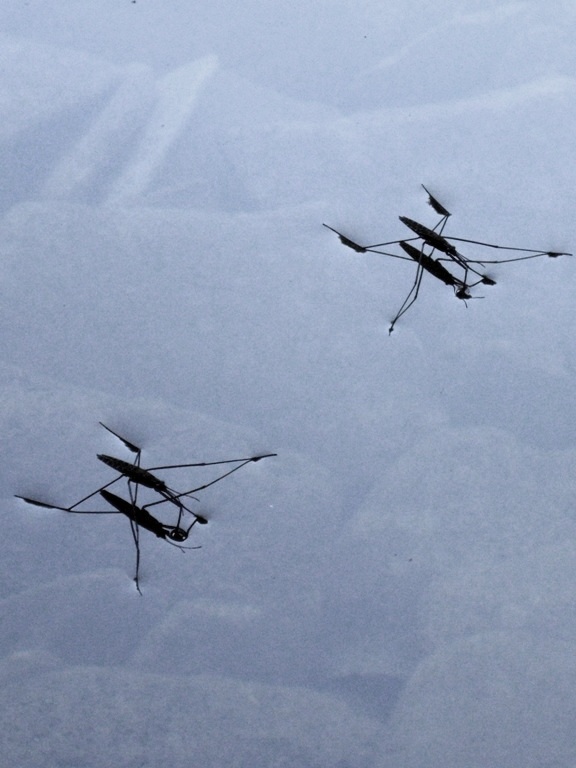 Gerridi, Gerris lacustris