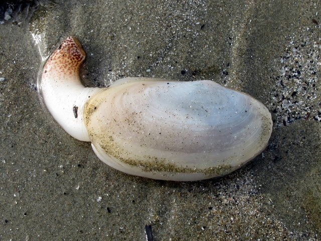 Spiaggiati con mollusco.