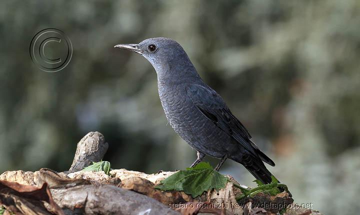 Passero solitario (Monticola solitarius)