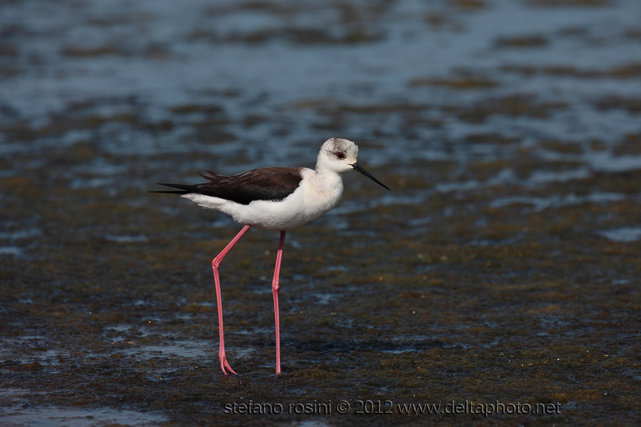 Himantopus himantopus