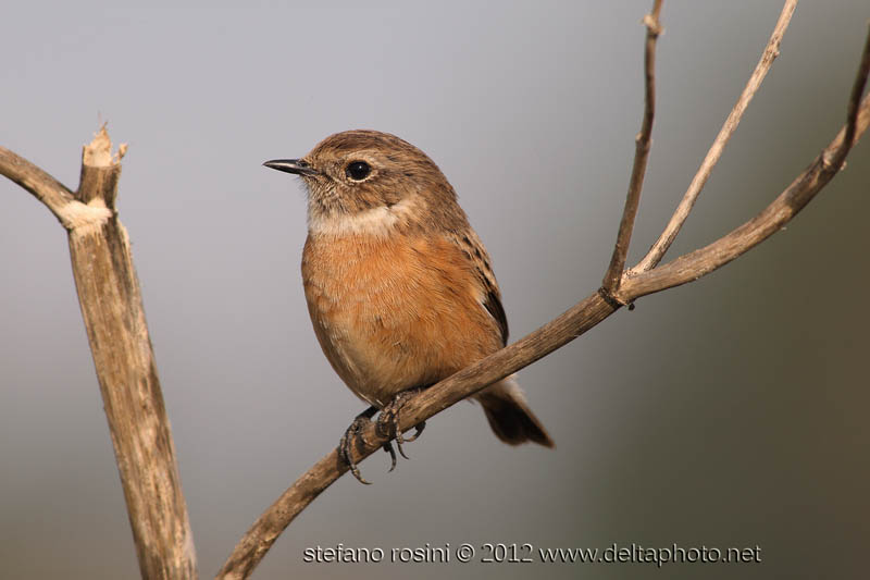 Saltimpalo ( Saxicola rubicola )