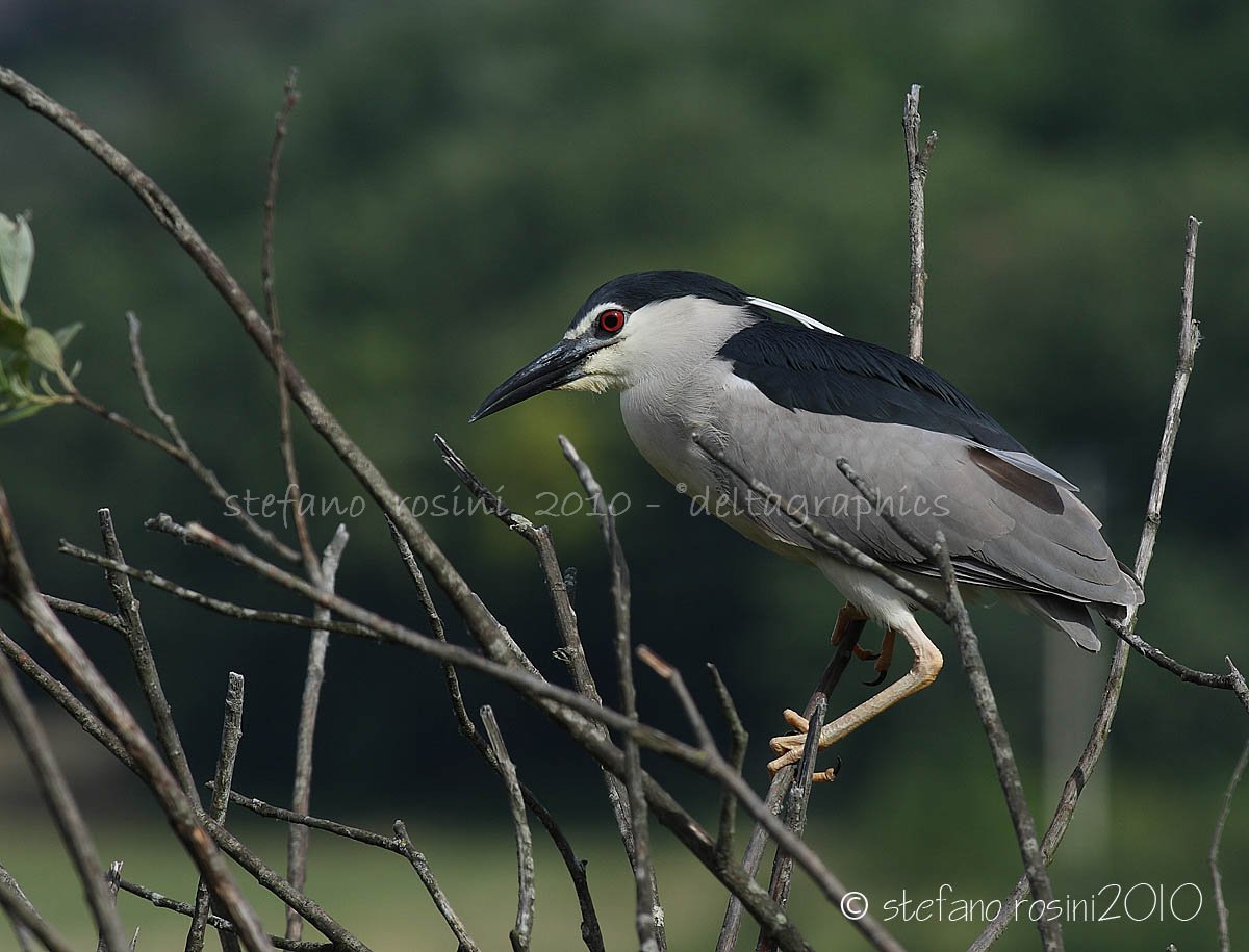 Nitticora  seconda foto  ( Nycticorax nycticorax )