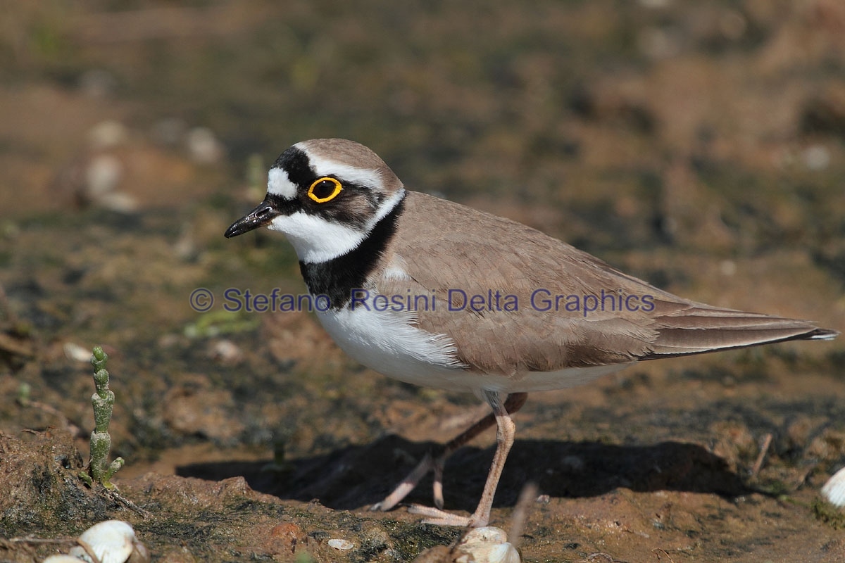 Corriere piccolo ( Charadrius dubius )