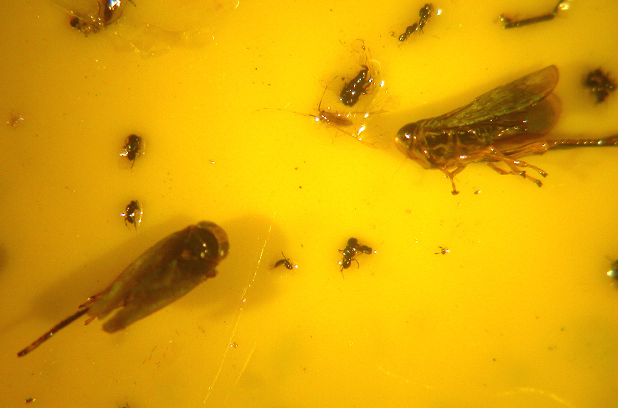 Cicadellidae prese in una trappola (discussione doppia)