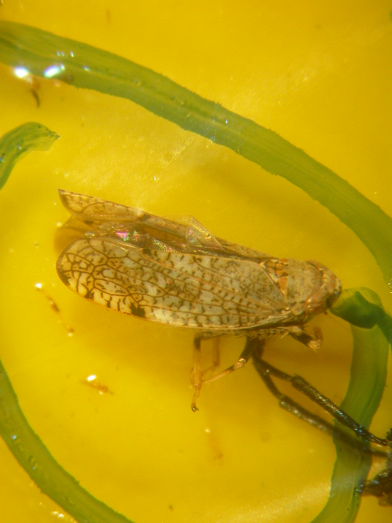 Orientus ishidae