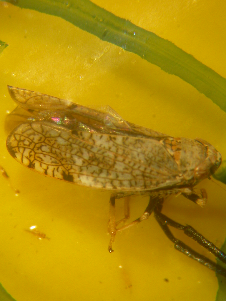 Orientus ishidae