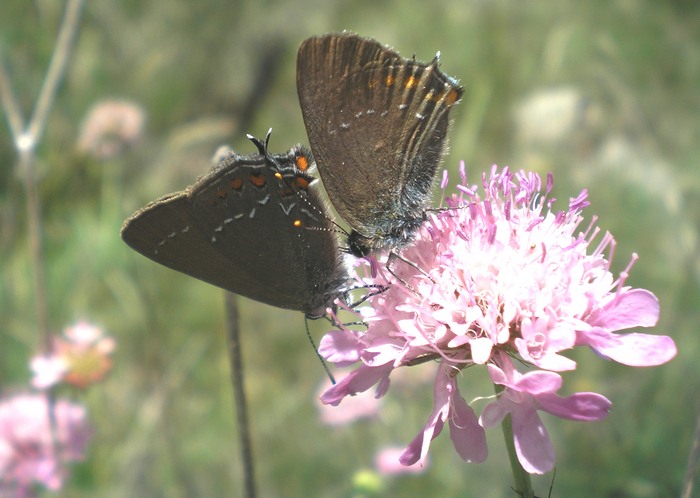 Satyrium acaciae? No Satyrium ilicis