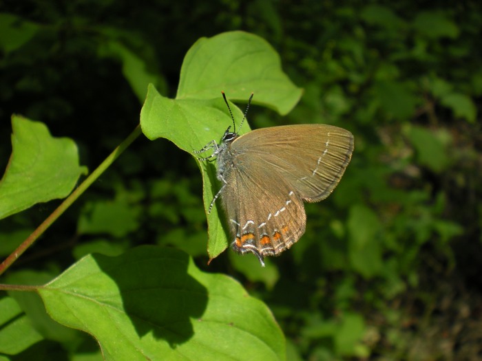 Satyrium acaciae? No Satyrium ilicis