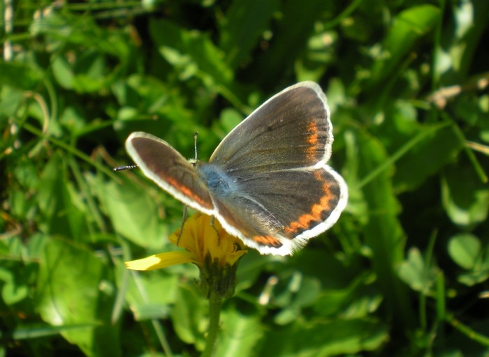 Polyommatus dorylas in accoppiamento
