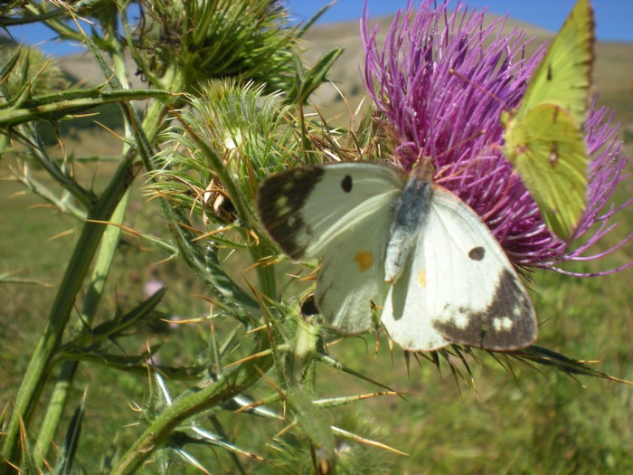 Colias alfacariensis