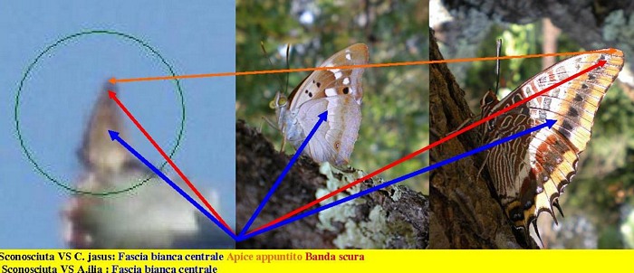 Chi potrebbe essere? Ipotesi
