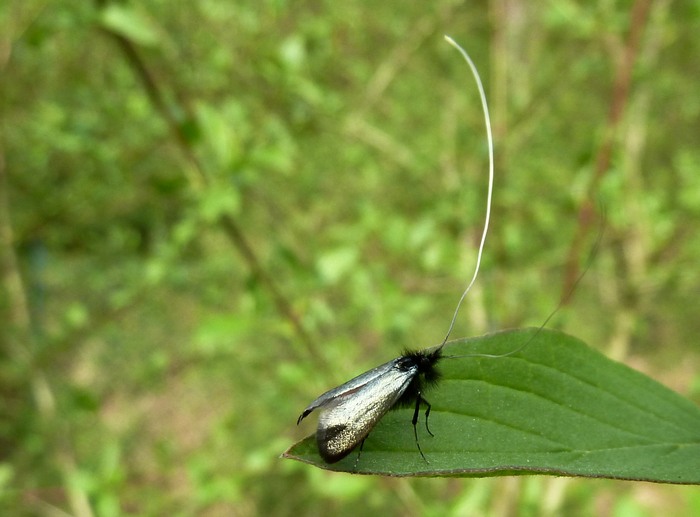 Adelidae da identificare