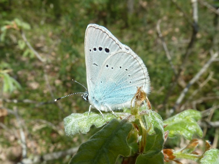 una goccia di primavera