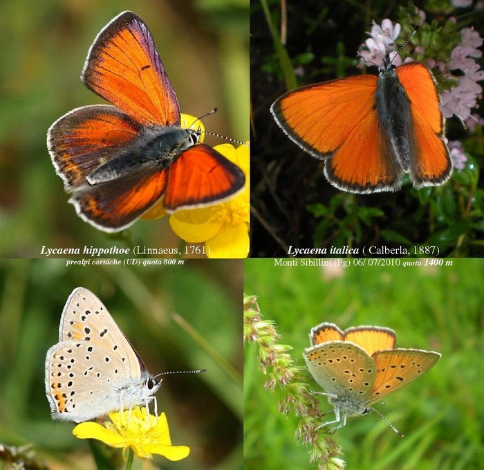 Lycaena hippothoe ♂