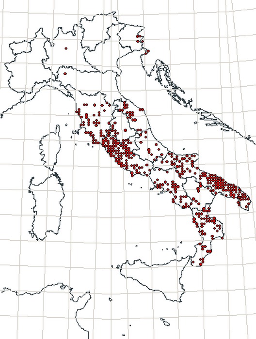 l''ho cercato e l''ho trovato,,, ecco un bel cervone toscano