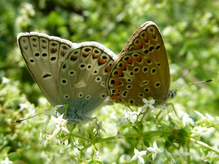 La pi bella di tutte