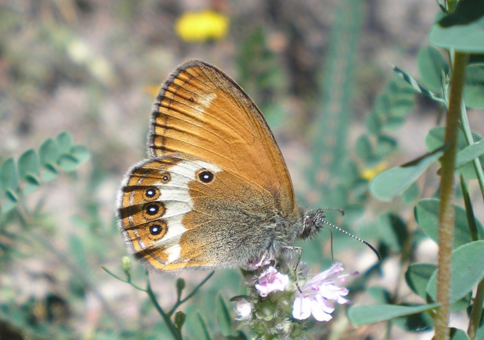 video-quiz - Coenonympha dorus