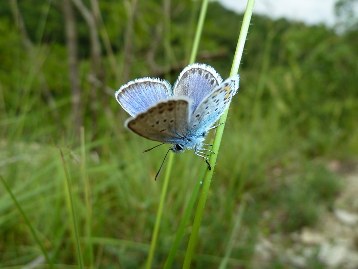 video-quiz - Coenonympha dorus