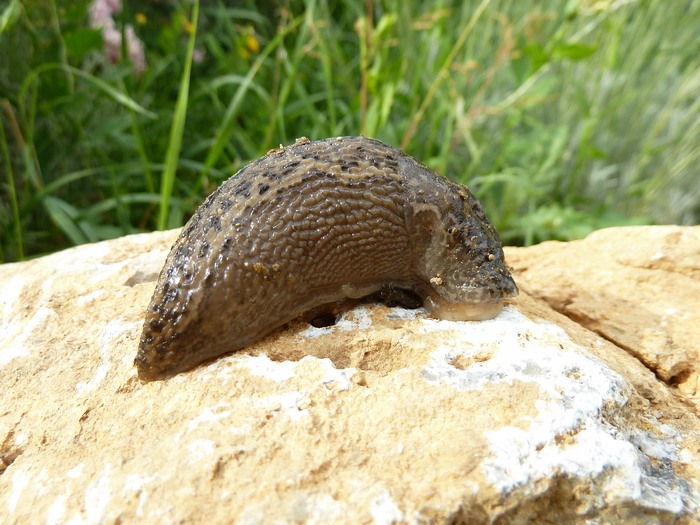 Limax maximus da Capocavallo di Corciano (PG)