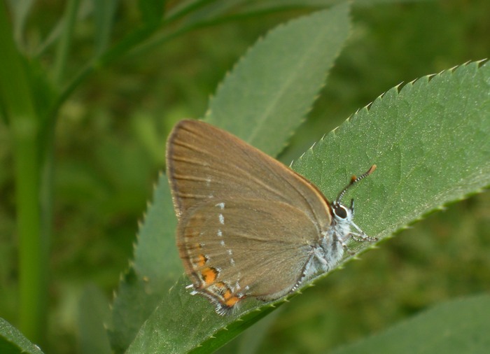 Satyrium acaciae? No Satyrium ilicis