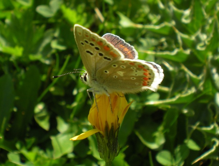 Polyommatus dorylas in accoppiamento