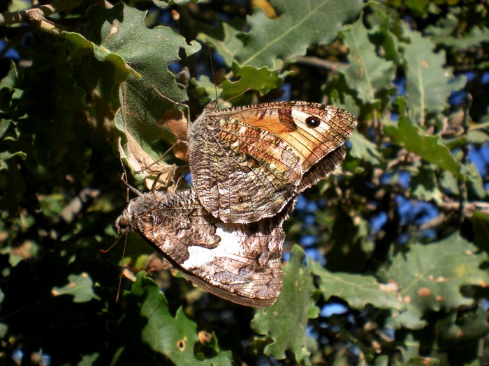 accoppiamento di Hipparchia semele