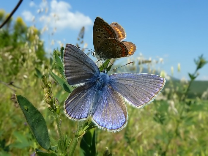 Bellissima in corteggiamento - Polyommatus icarus