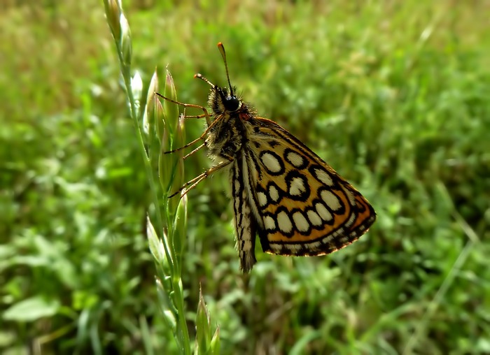 Heteropterus morpheus