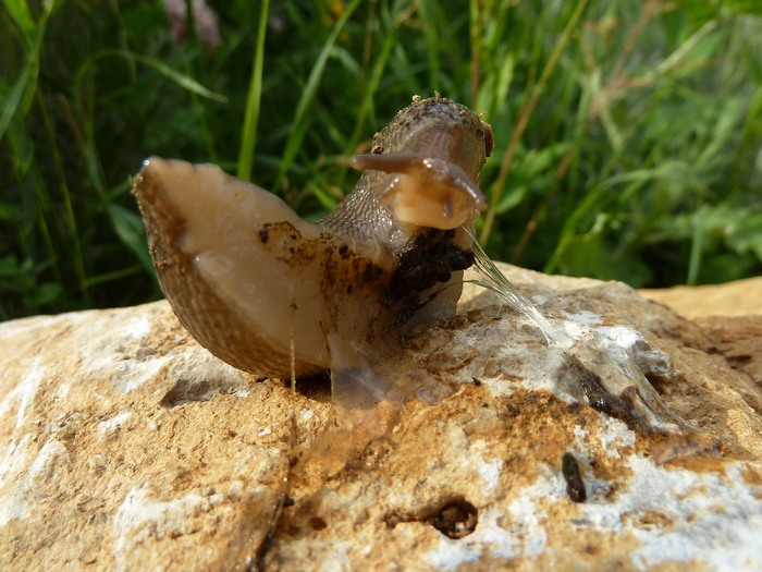 Limax maximus da Capocavallo di Corciano (PG)